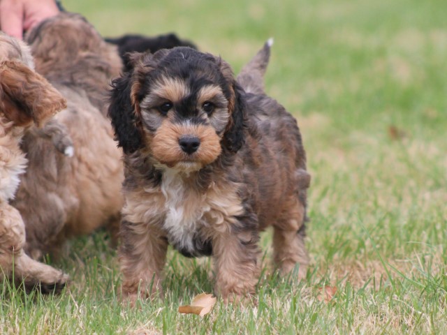 Cockapoo pups (Klik hier voor meer informatie)