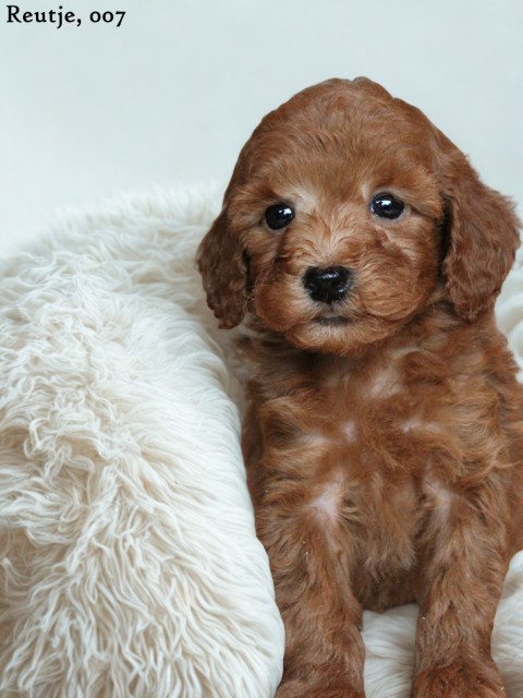 Maltipoo pups (klik hier voor meer informatie)