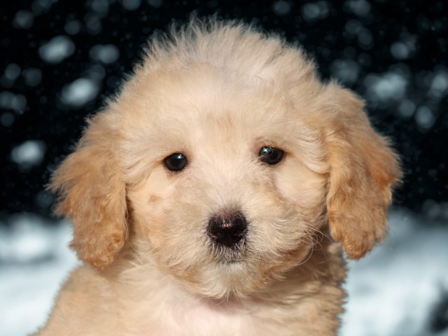 Maltipoo pup, reutje (Klik hier voor meer informatie)