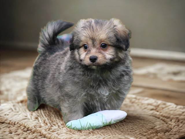 Kruising Boomer pups (klik hier voor meer informatie)