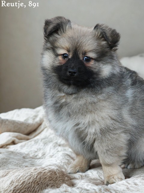 Kruising Dwergkees pups (Klik hier voor meer informatie)