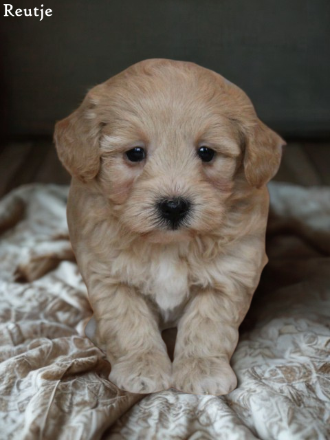 Mini Doodle pups (klik hier voor meer informatie)