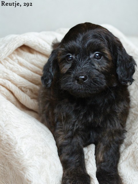 Maltipoo pups (Klik hier voor meer informatie)