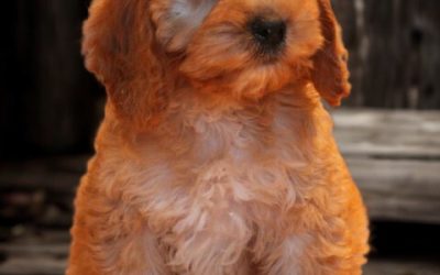 Cockapoo pup, teefje (Klik hier voor meer informatie)