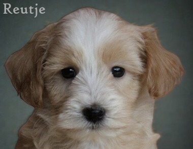 Maltipoo pups (Klik hier voor meer informatie)