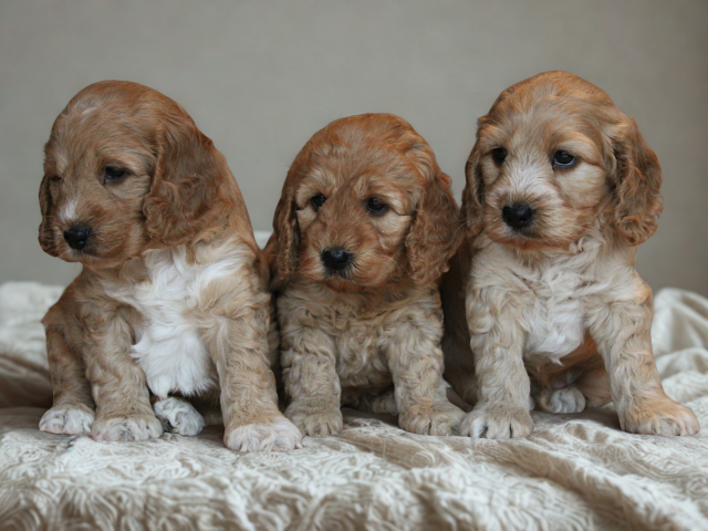 Cockapoo pups (Klik hier voor meer informatie)