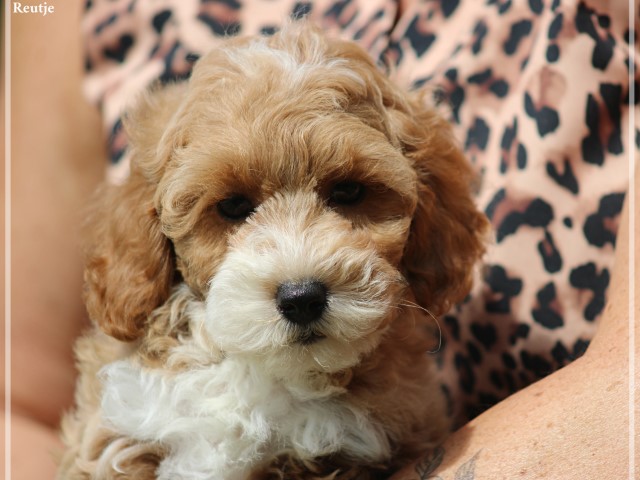 Maltipoo pups (Klik hier voor meer informatie)