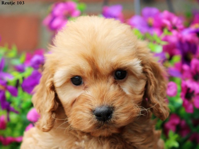 Cockapoo pups (Klik hier voor meer informatie)