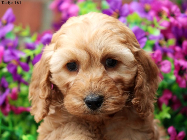 Cockapoo pups (Klik hier voor meer informatie)