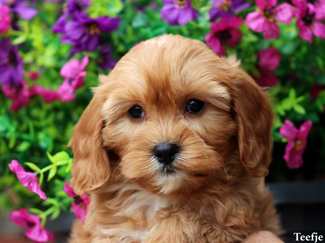 Cavapoo pups (klik hier voor meer informatie)