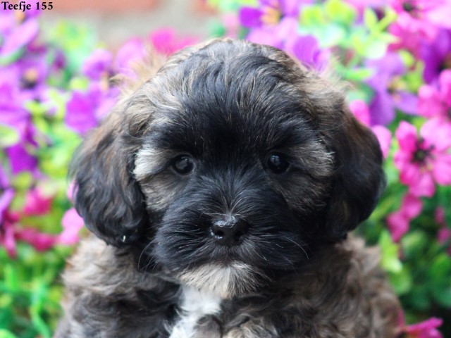 Maltipoo pups (Klik hier voor meer informatie)