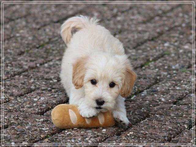 Maltipoo pup, reutje (Klik hier voor meer informatie)