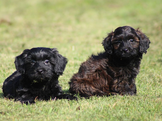 Maltipoo pups (Klik hier voor meer informatie)