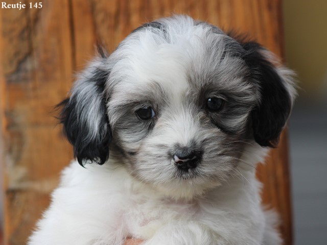 Boomer pups (Klik hier voor meer informatie)