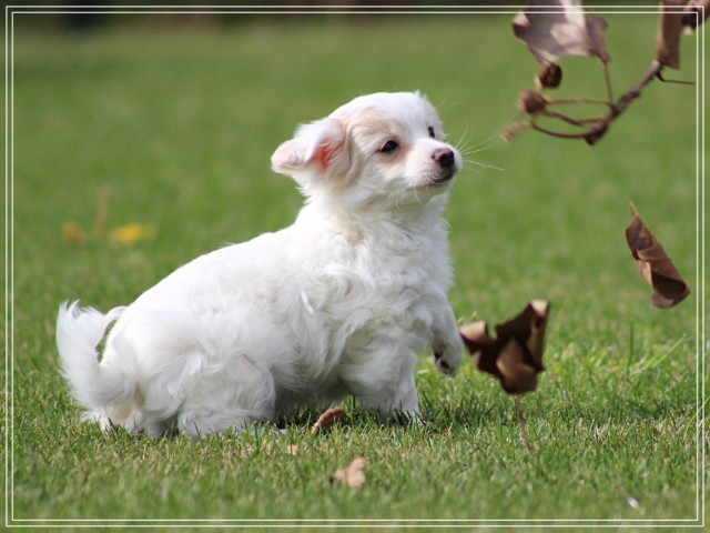 Kruising Chihuahua pup, reutje (Klik hier voor meer informatie)
