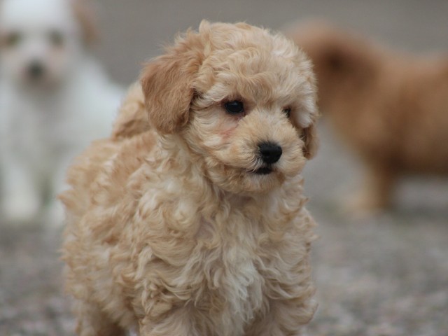 Maltipoo pups (Klik hier voor meer informatie)