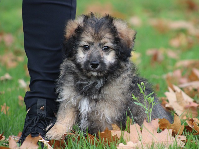 Kruising Boomer pup, reutje (klik hier voor meer informatie)