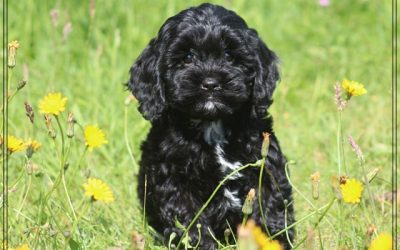 Cavapoo pups (klik hier voor meer informatie)