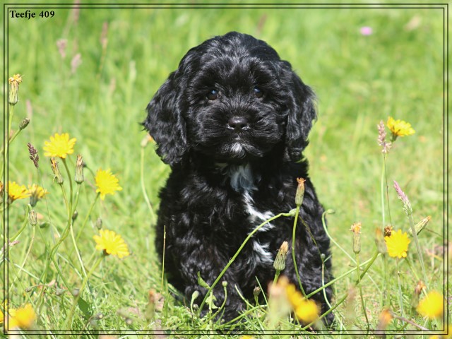 Cavapoo pups (klik hier voor meer informatie)