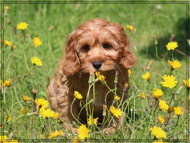 Cavapoo pups (klik hier voor meer informatie)