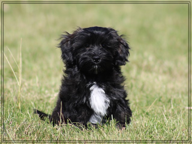 Boomer pups (Klik hier voor meer informatie)
