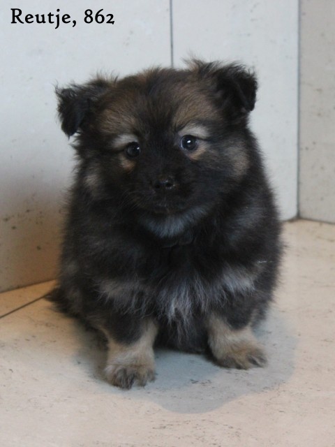 Kruising Dwergkees pups (Klik hier voor meer informatie)