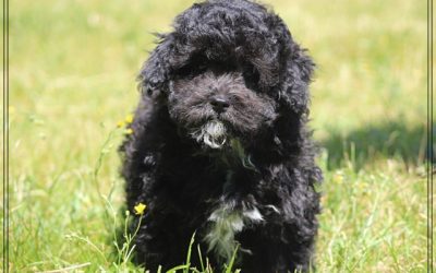 Boompoo pup, reutje (Klik hier voor meer informatie)