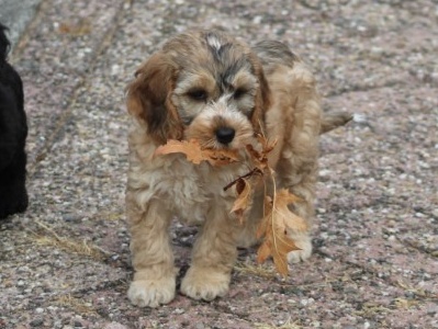 Cockapoo pups (Klik hier voor meer informatie)