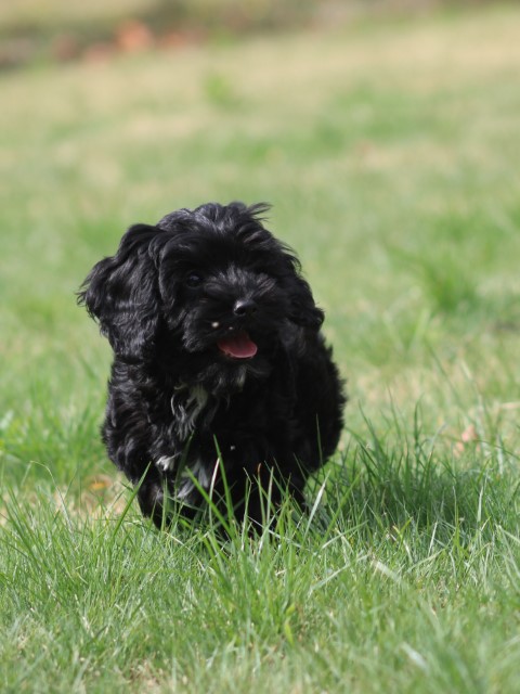 Cavapoo pups (klik hier voor meer informatie)
