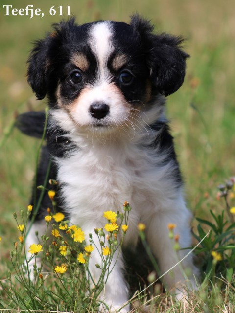 Kruising Sheltie pups (Klik hier voor meer informatie)