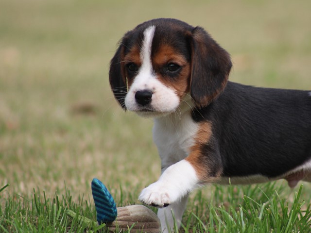Beaglier pups (Klik hier voor meer informatie)