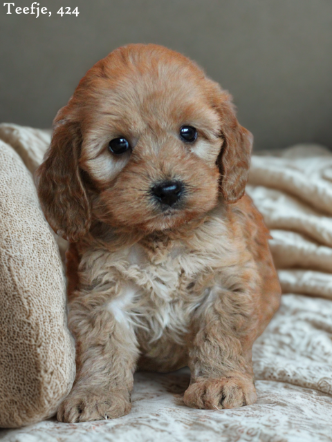 Cockapoo pups (Klik hier voor meer informatie)