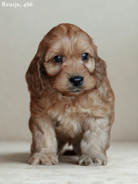 Cockapoo pups (Klik hier voor meer informatie)
