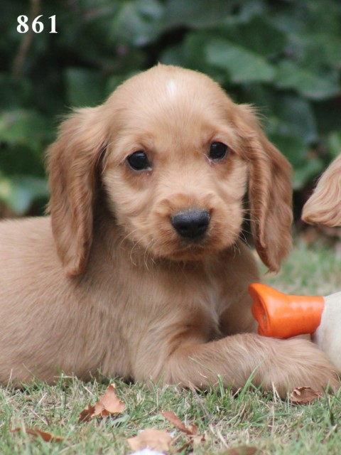 Engelse Cocker Spaniel pups, Reutjes (Klik hier voor meer informatie)