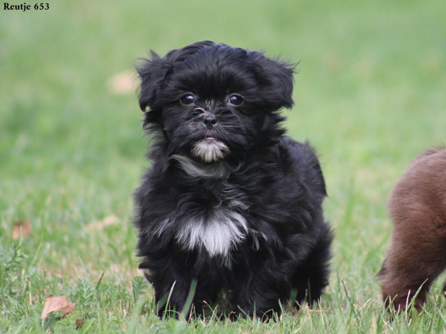 Kruising Boomer pups (klik hier voor meer informatie)
