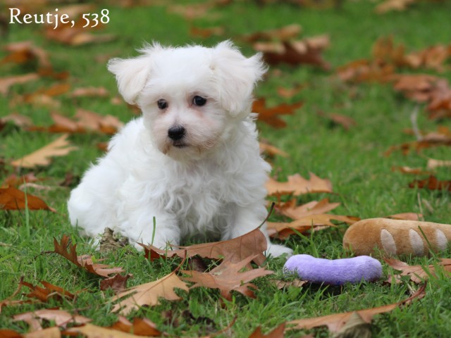 Maltezer pups, reutjes (klik hier voor meer informatie)
