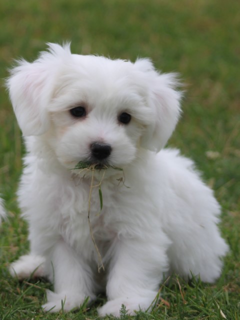 Maltezer pups, reutjes (klik hier voor meer informatie)