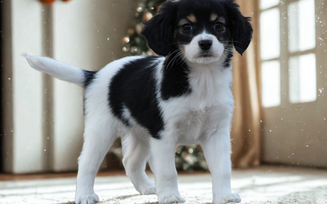 Sheltie x Cavalier King Charles Spaniël pup, teefje (klik hier voor meer informatie)