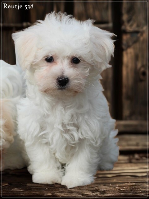 Maltezer pups (klik hier voor meer informatie)