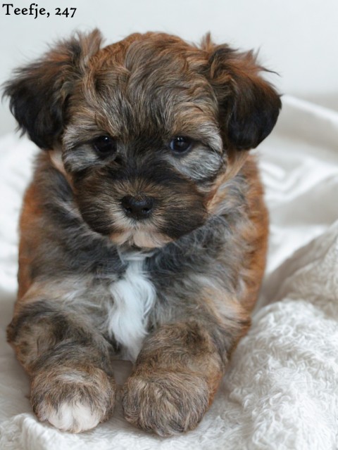 Boomer pups (klik hier voor meer informatie)