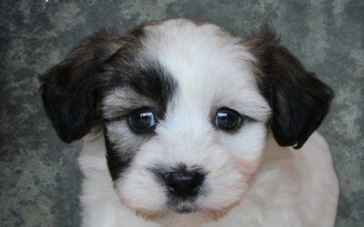 Boomer pups (klik hier voor meer informatie)