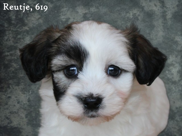 Boomer pups (klik hier voor meer informatie)