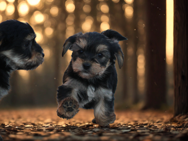 Morkie pups (klik hier voor meer informatie)