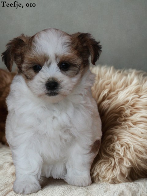 Boomer pups (klik hier voor meer informatie)