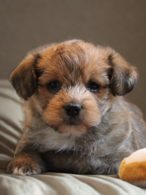 Morkie pup (klik hier voor meer informatie)