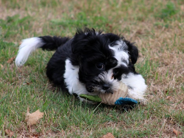 Boomer pups (klik hier voor meer informatie)