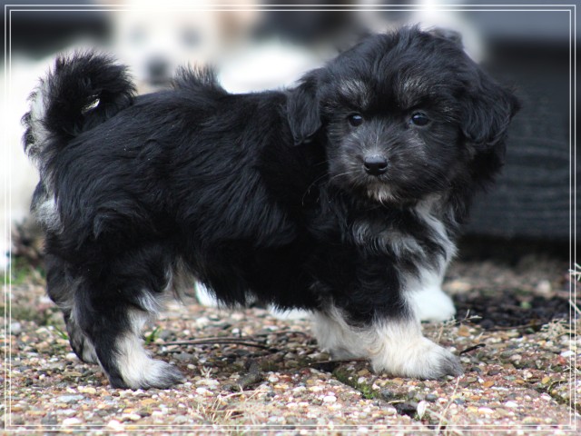 Boomer pup, reutje (klik hier voor meer informatie)