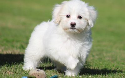 Boomer pups (klik hier voor meer informatie)