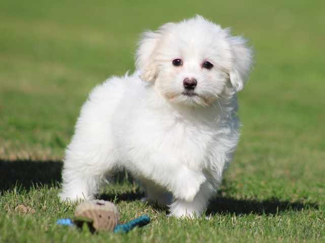 Boomer pups (klik hier voor meer informatie)