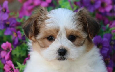 Boomer pups (klik hier voor meer informatie)